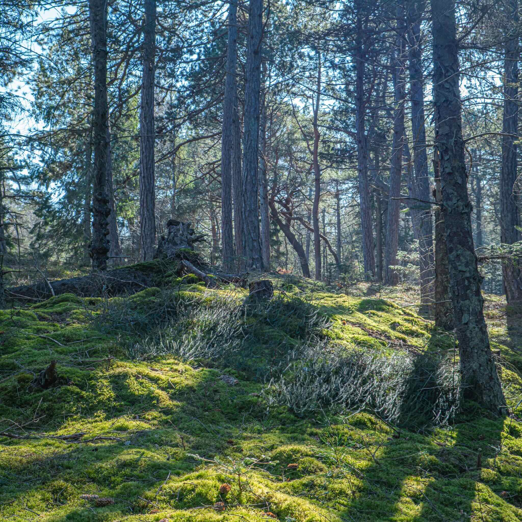 Er det menneskets natur at ødelægge naturen? 